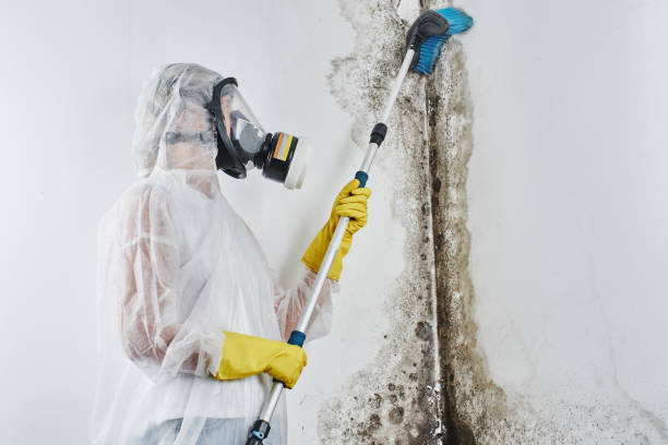 Mold Removal Process in North El Monte, CA