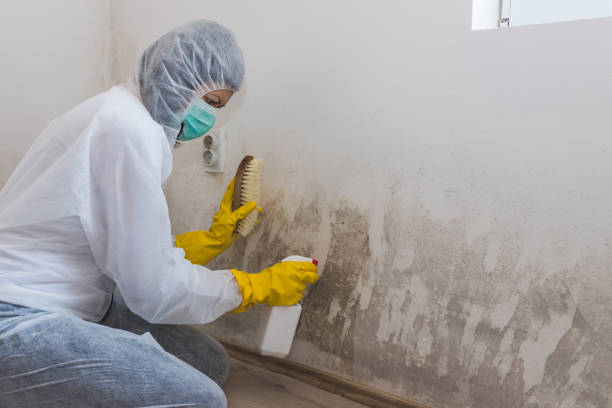 Best Certified Mold Removal  in North El Monte, CA