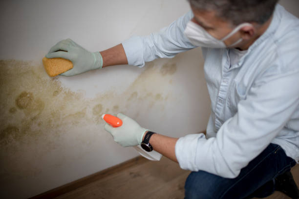 Attic Mold Removal in North El Monte, CA