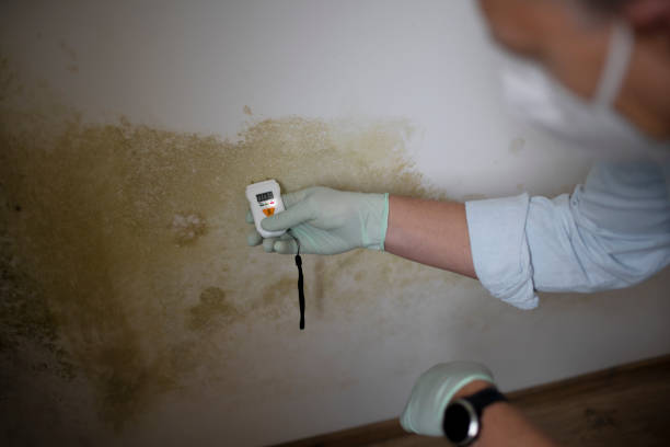 Reliable North El Monte, CA Mold Removal Solutions