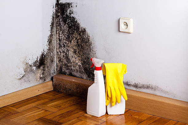 Best Residential Mold Removal  in North El Monte, CA