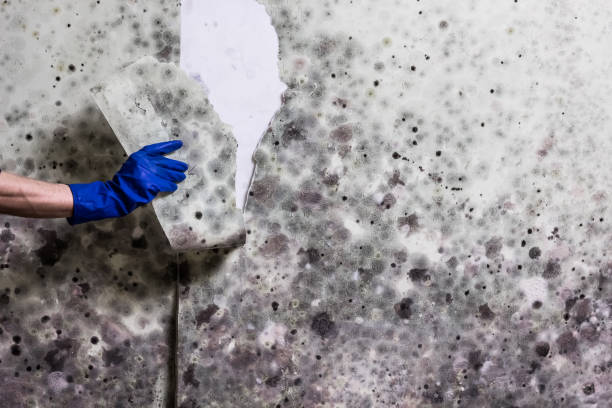 Best Mold Cleaning Services  in North El Monte, CA